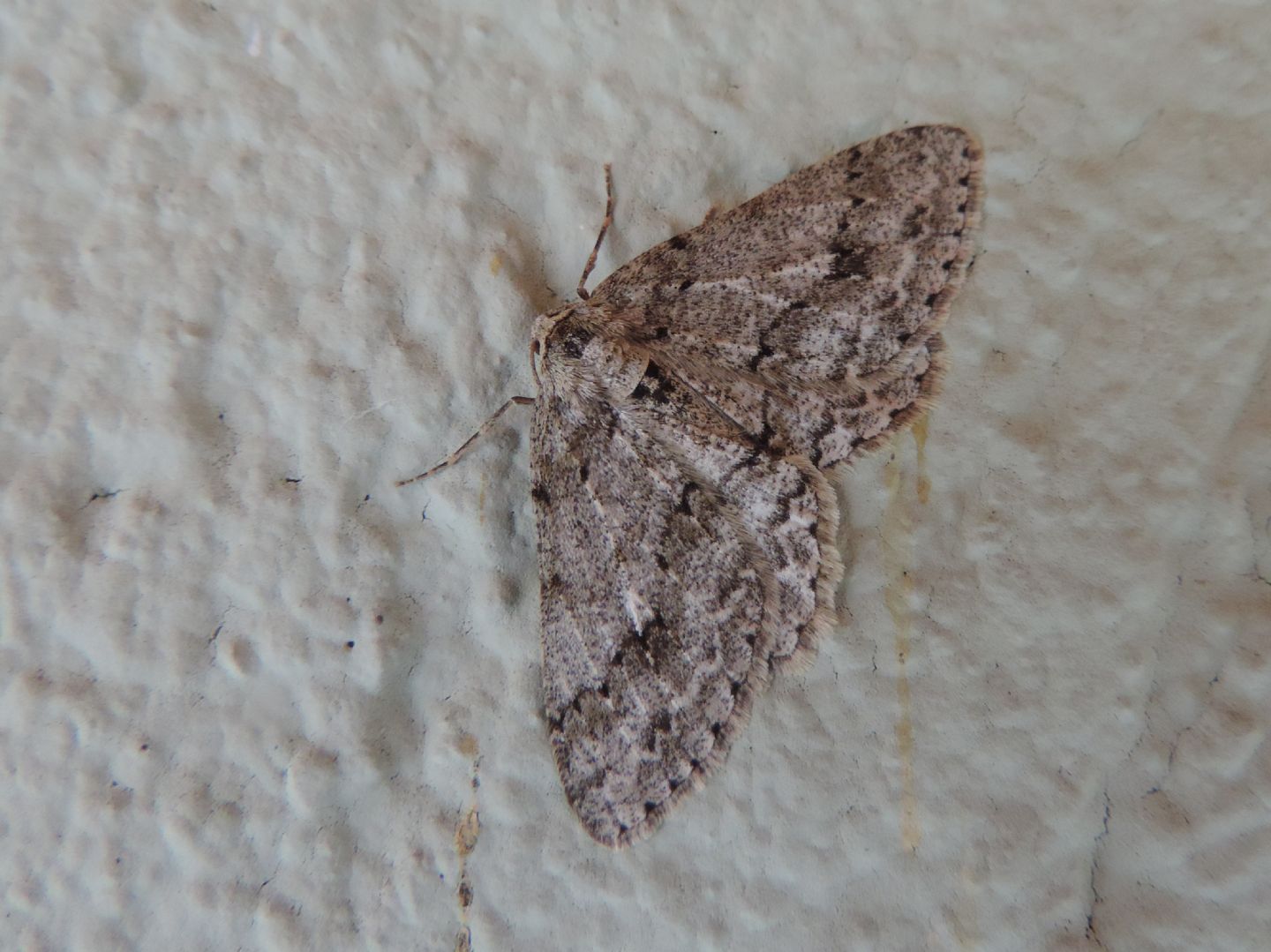 Geometridae da identificare - Ectropis crepuscolaria