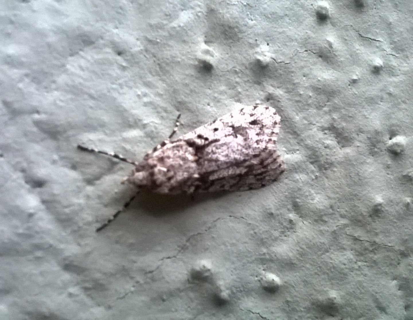 Crambidae da identificare - No, Chimabachidae: Diurnea fagella