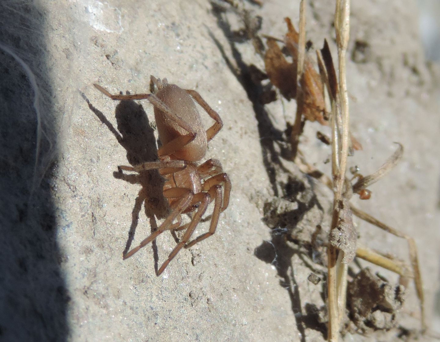 Gnaphosidae: Drassodes sp. - Salbertrand (TO)