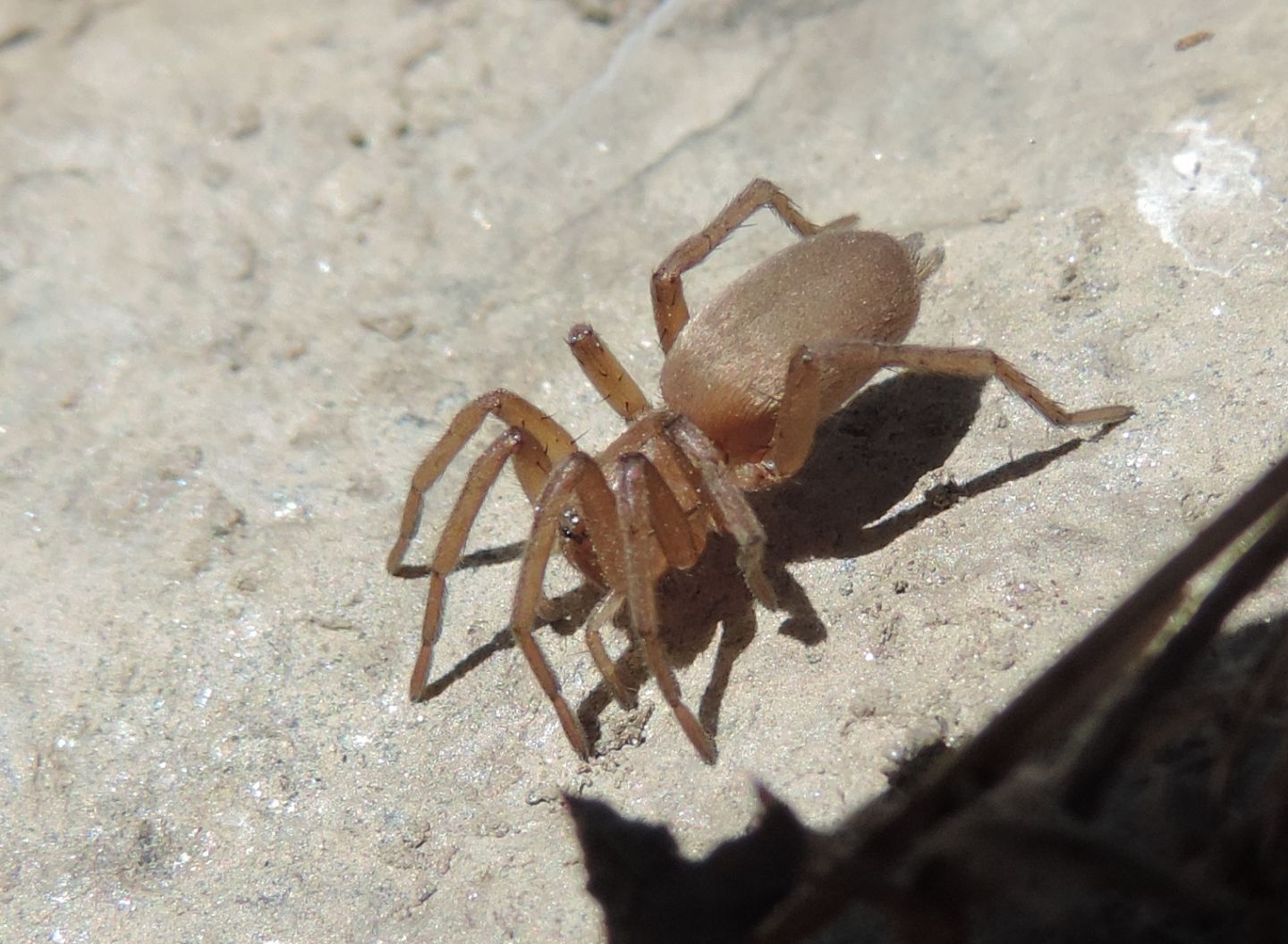 Gnaphosidae: Drassodes sp. - Salbertrand (TO)