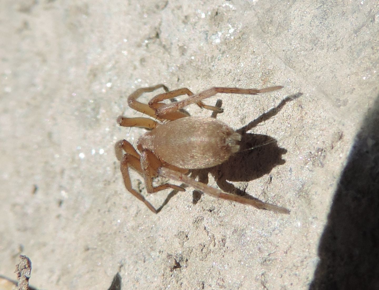 Gnaphosidae: Drassodes sp. - Salbertrand (TO)