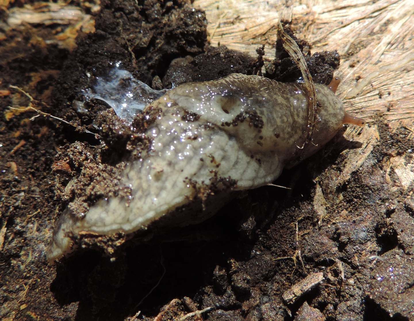 Limacidae?  No, Agriolimacidae:  Deroceras sp.