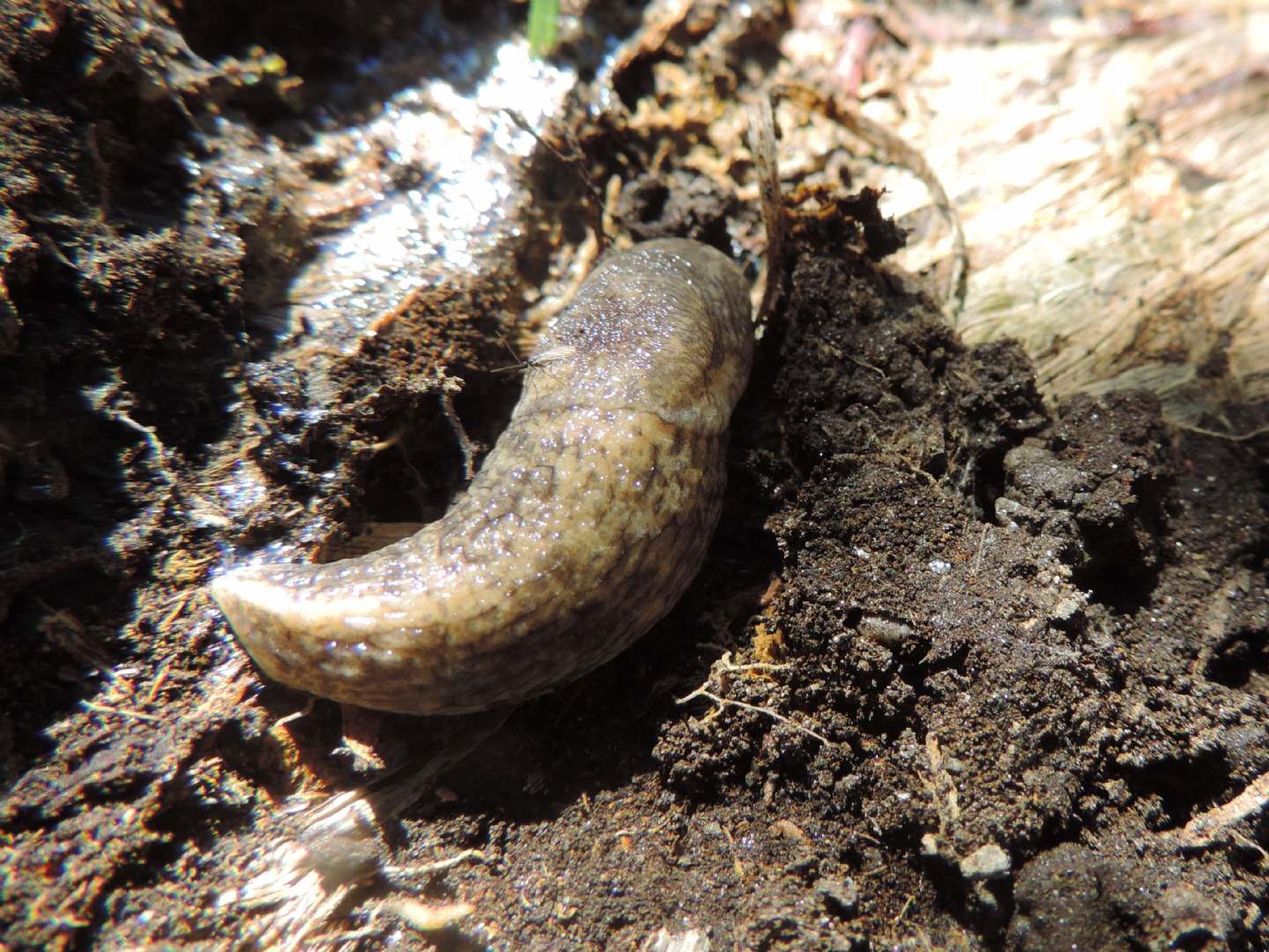 Limacidae?  No, Agriolimacidae:  Deroceras sp.