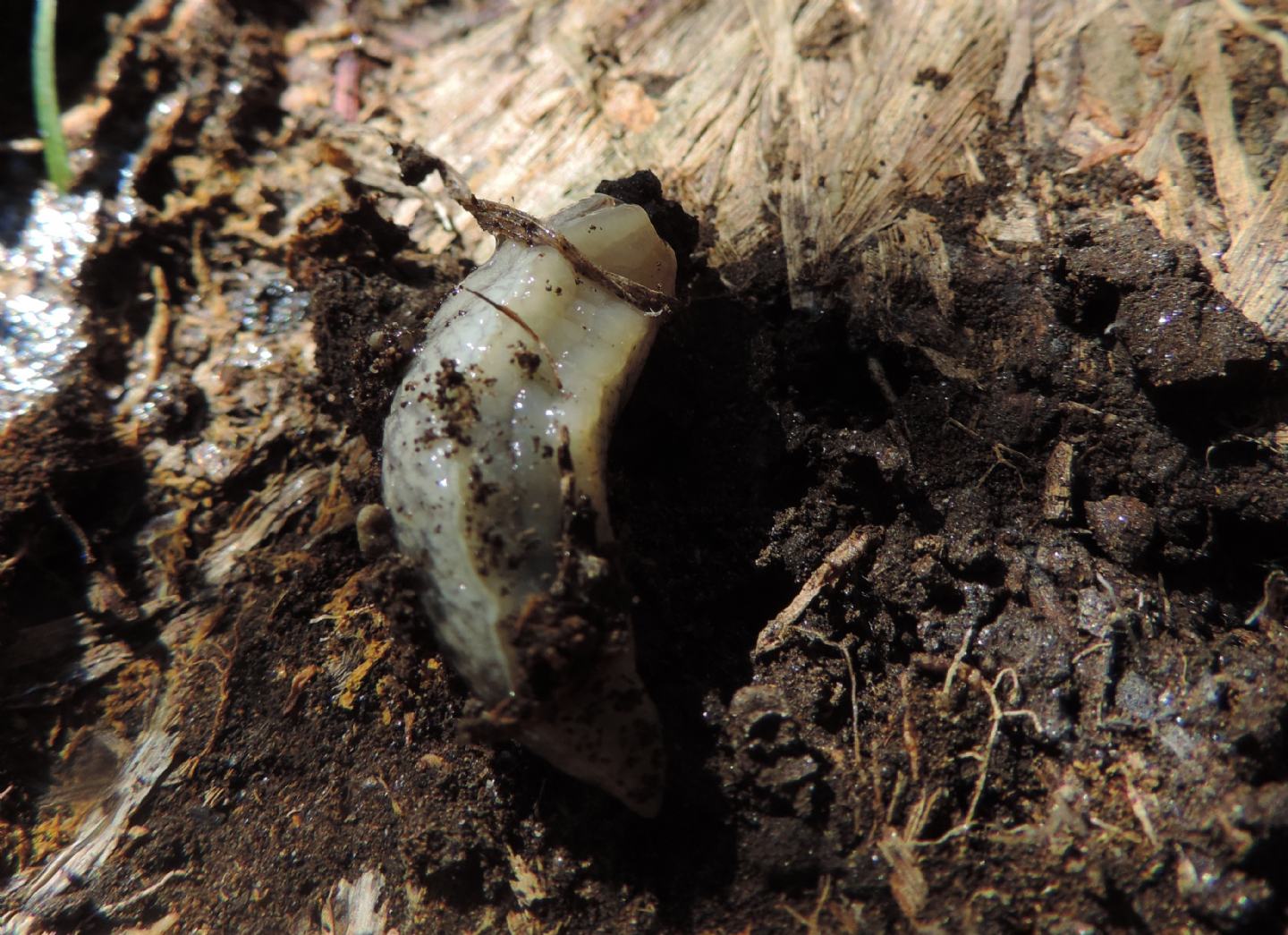 Limacidae?  No, Agriolimacidae:  Deroceras sp.