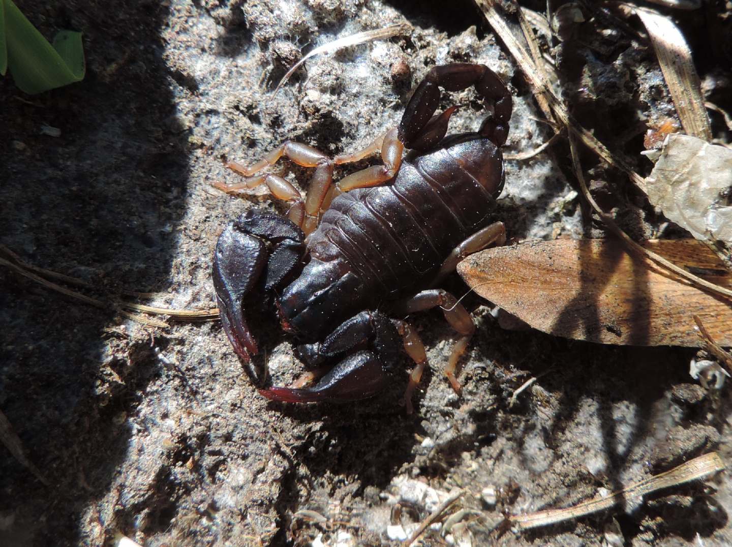 Euscorpius sp. dal Piemonte