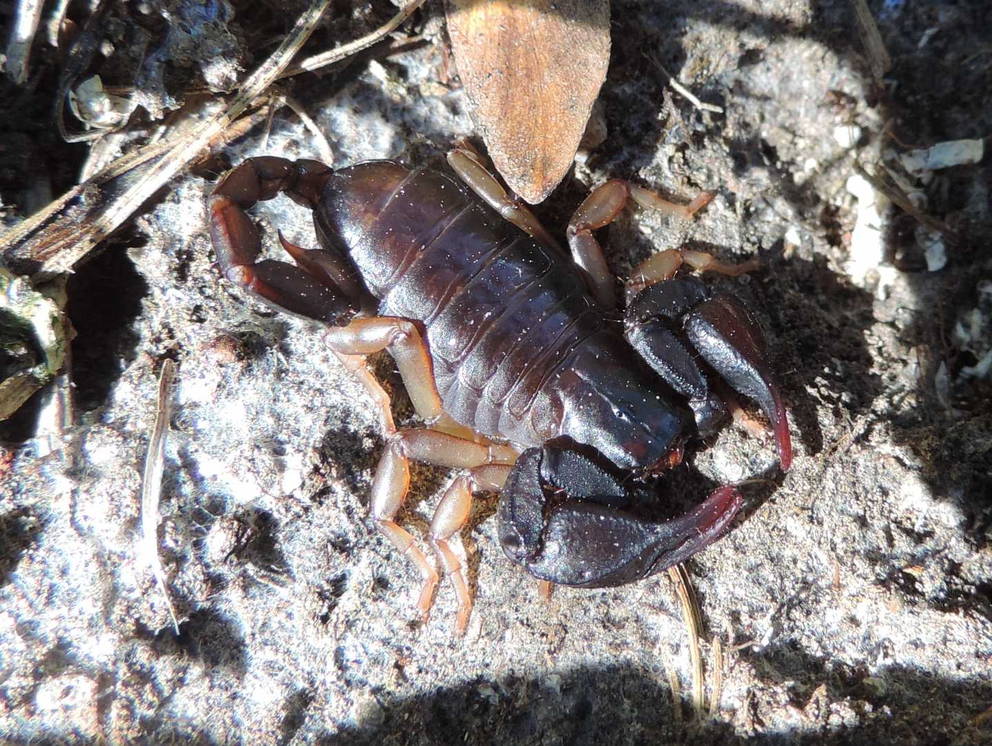 Euscorpius sp. dal Piemonte