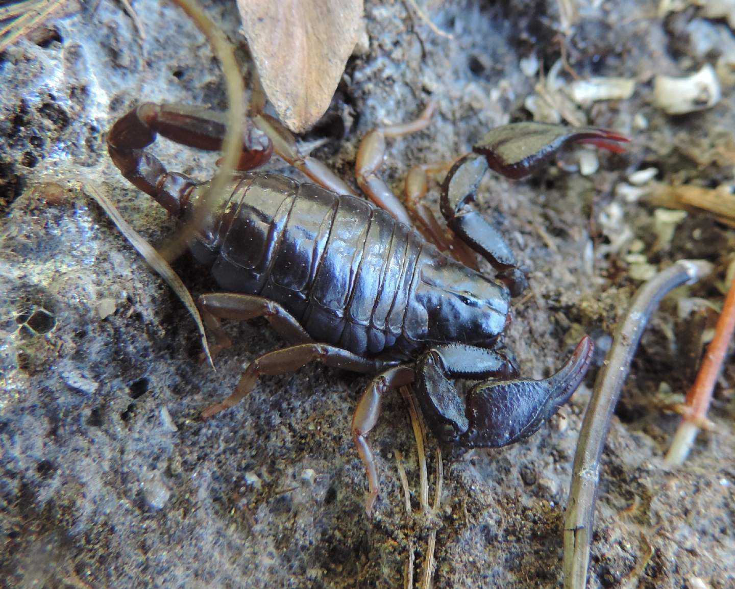 Euscorpius sp. dal Piemonte