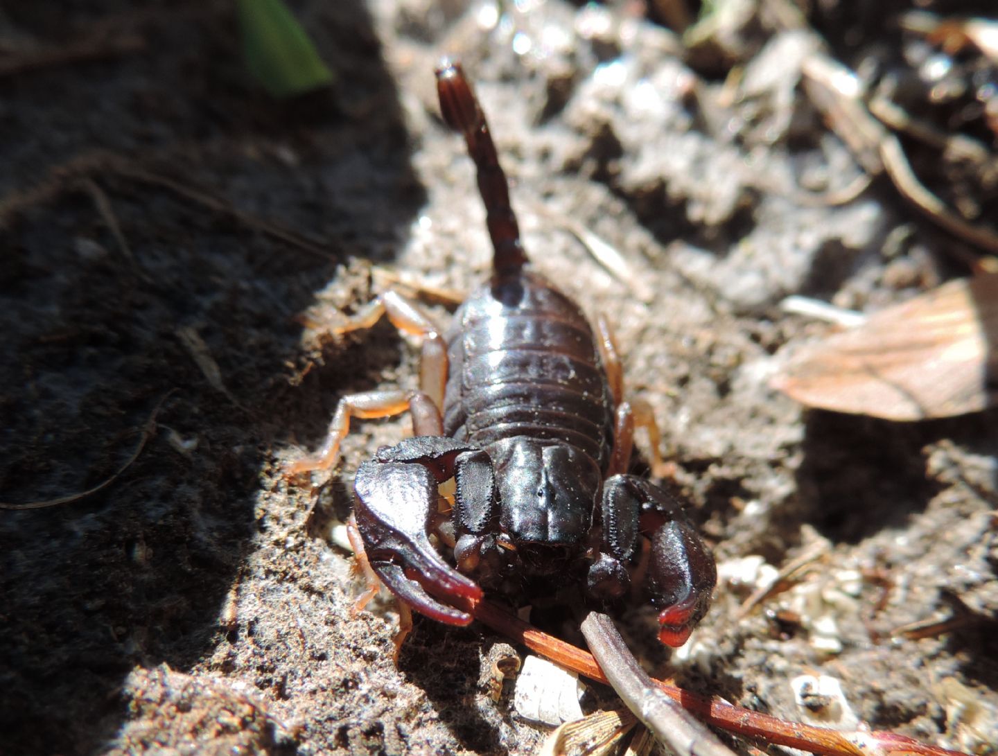 Euscorpius sp. dal Piemonte