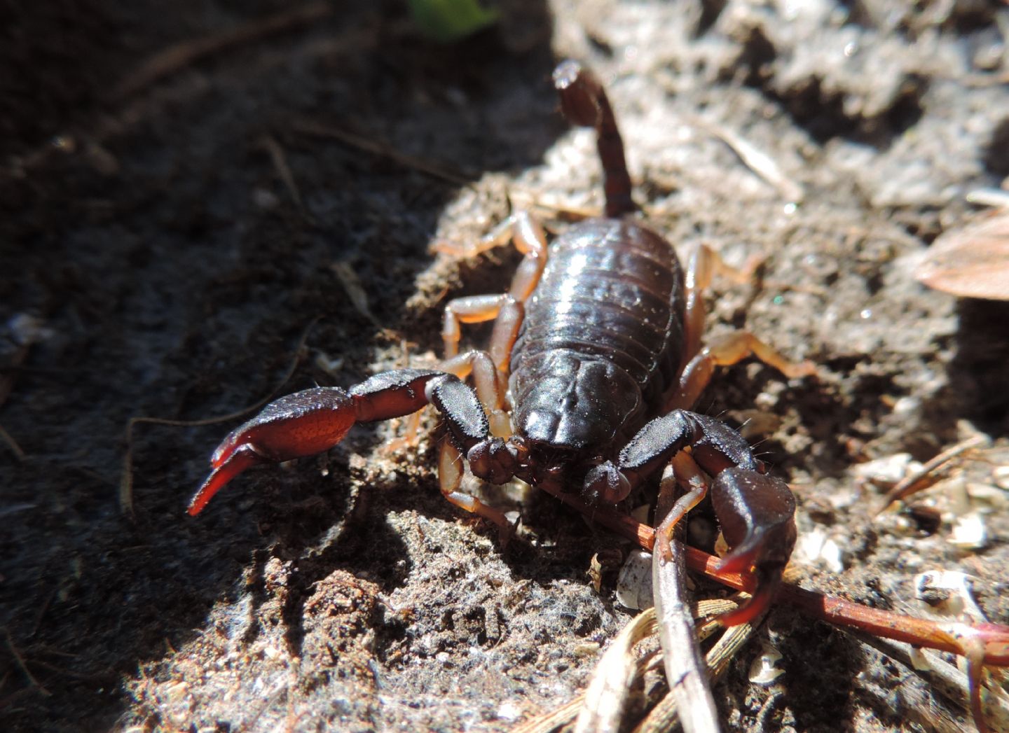 Euscorpius sp. dal Piemonte