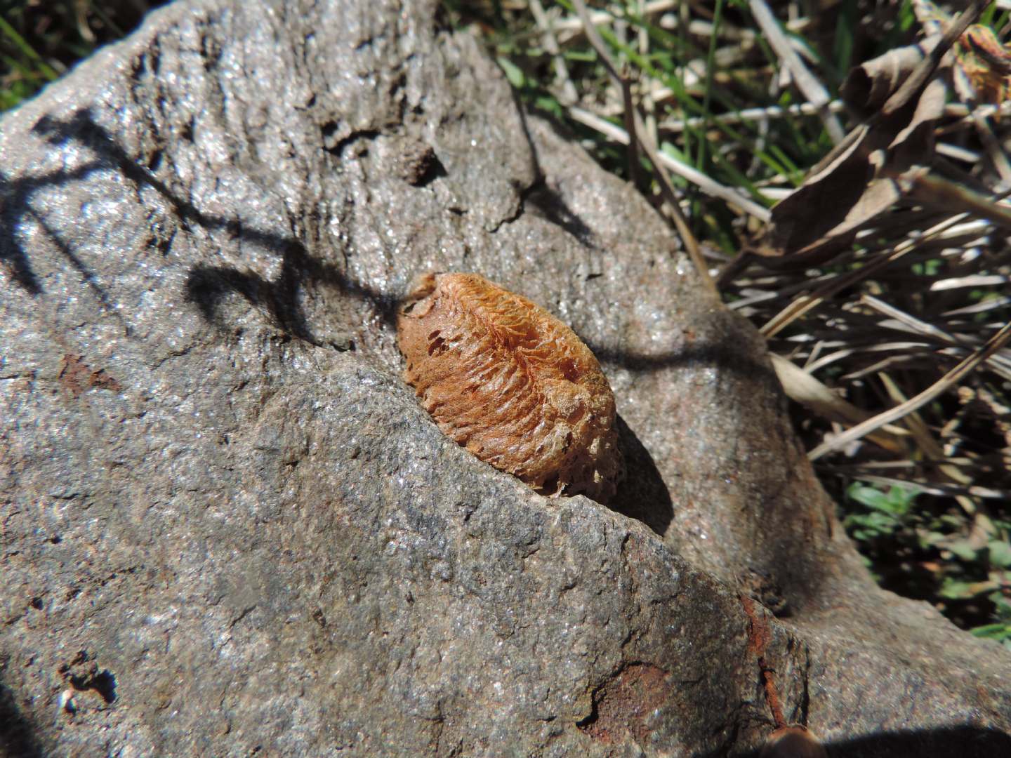 Ooteca di Ectobius?  No, di Mantodea:  Mantis religiosa