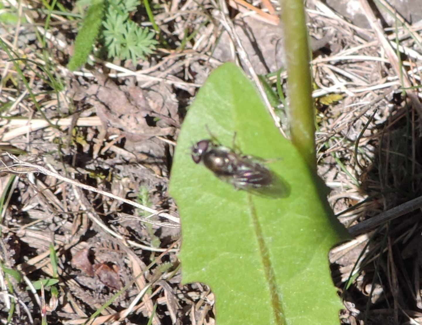 Stratyomidae? No, Sirfidae:  Cheilosia sp., femmina