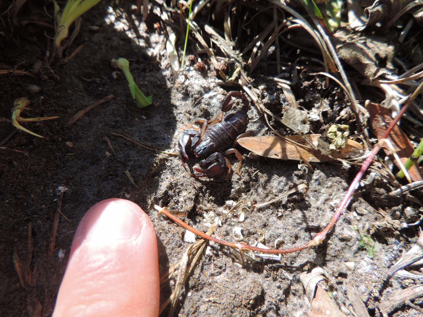 Euscorpius sp. dal Piemonte