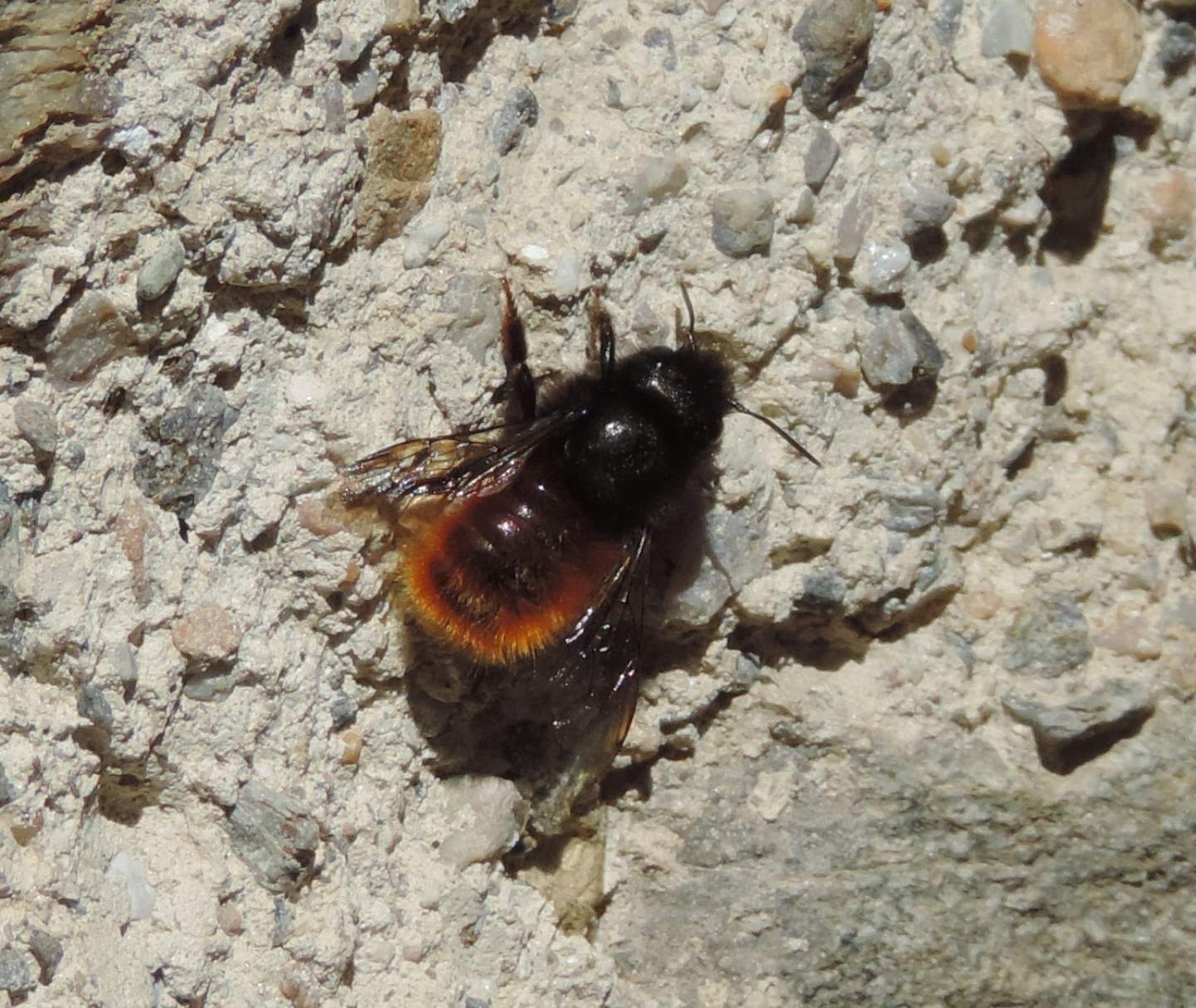 Osmia cornuta (Apidae Megachilinae)