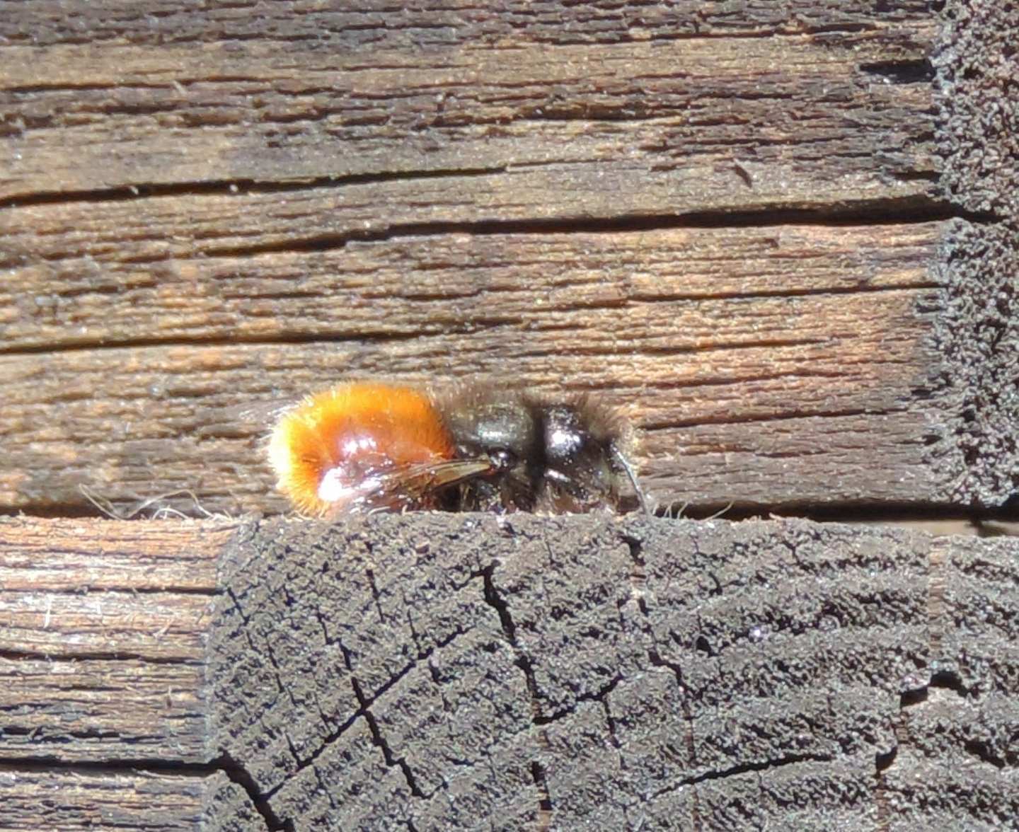 Osmia cornuta (Apidae Megachilinae)