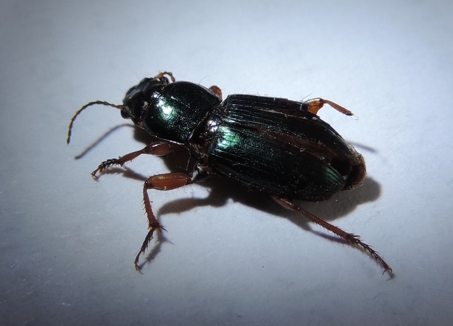 Carabidae: Harpalus affinis