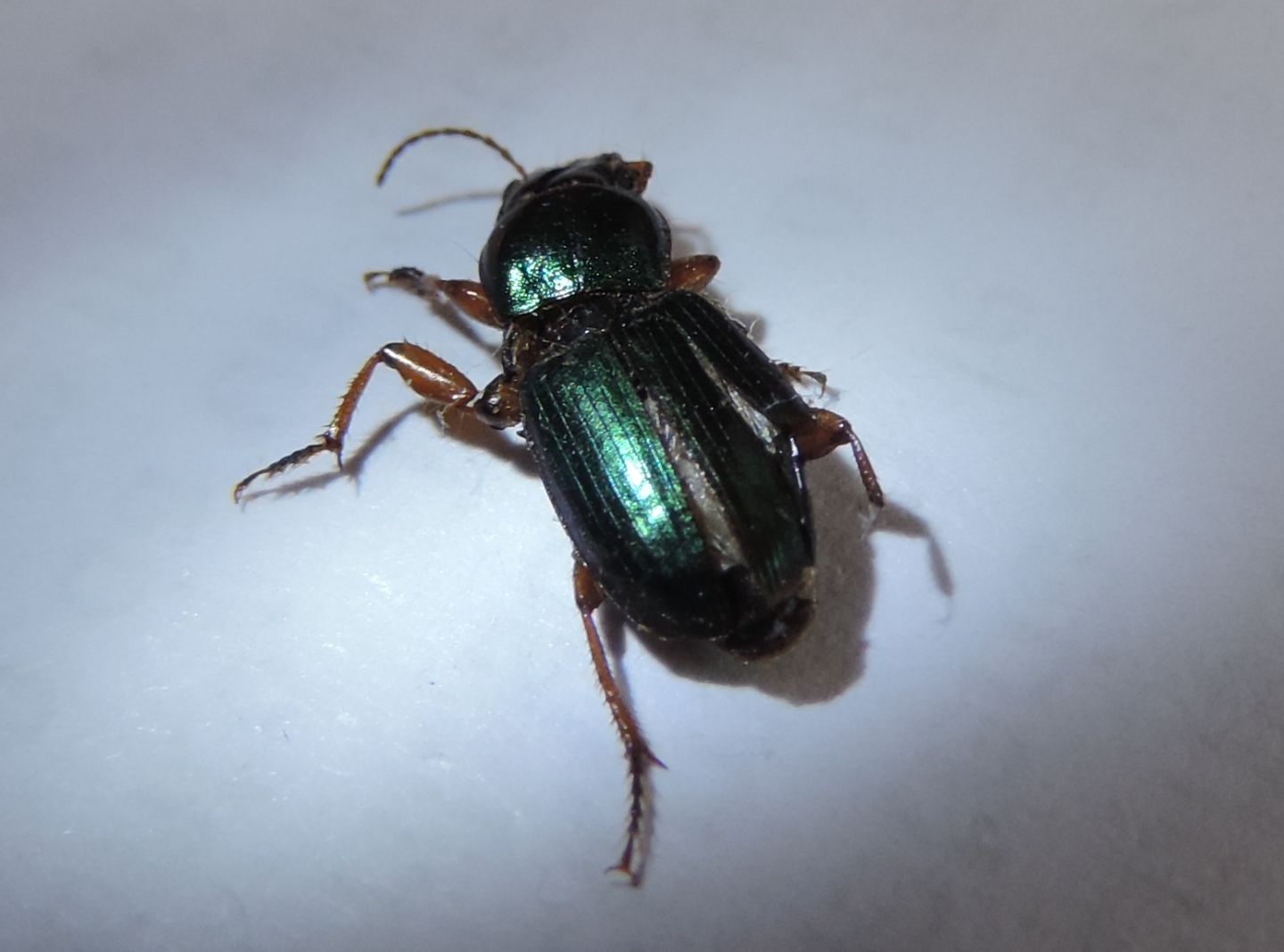 Carabidae: Harpalus affinis