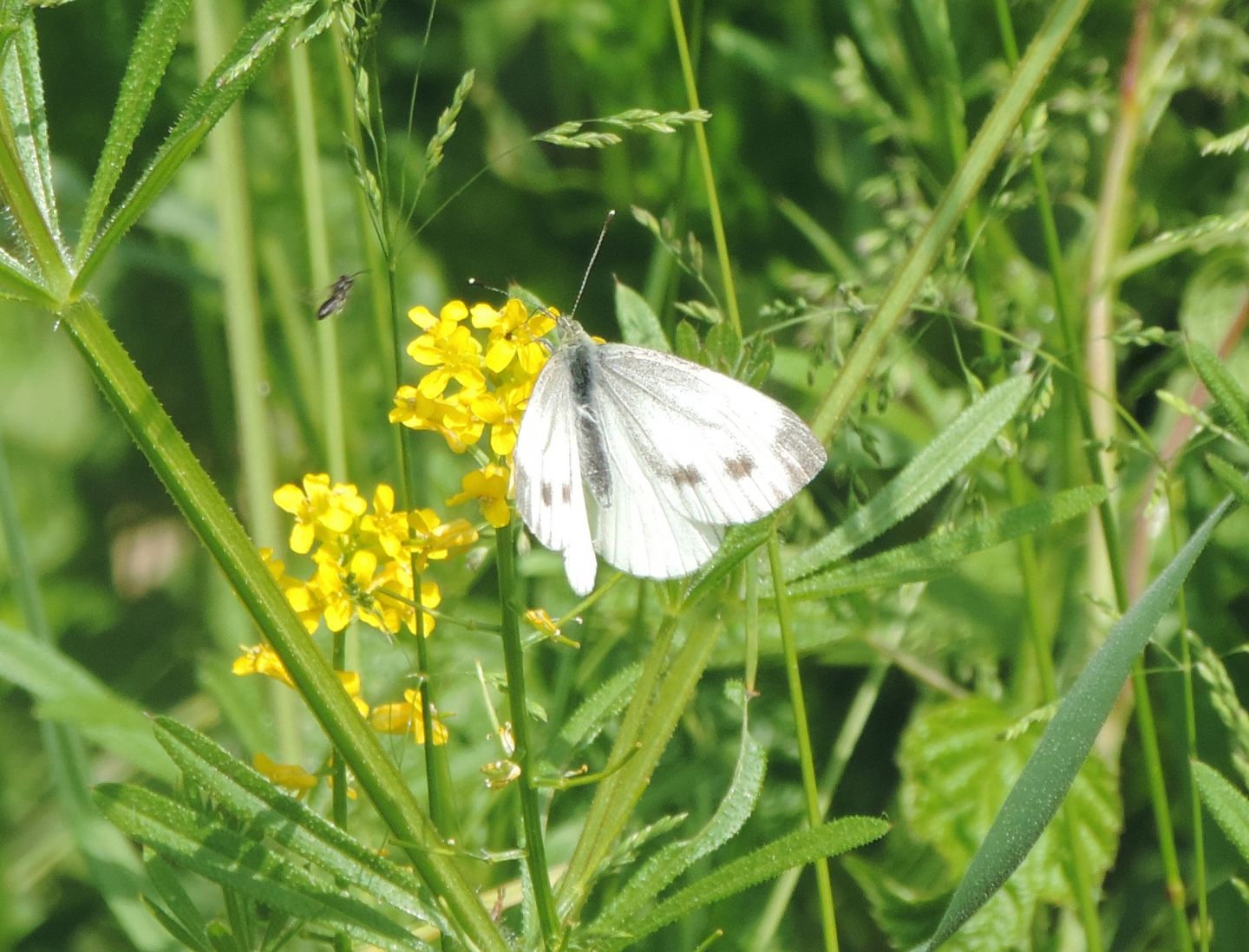 Pieris brassicae? No, Pieris napi