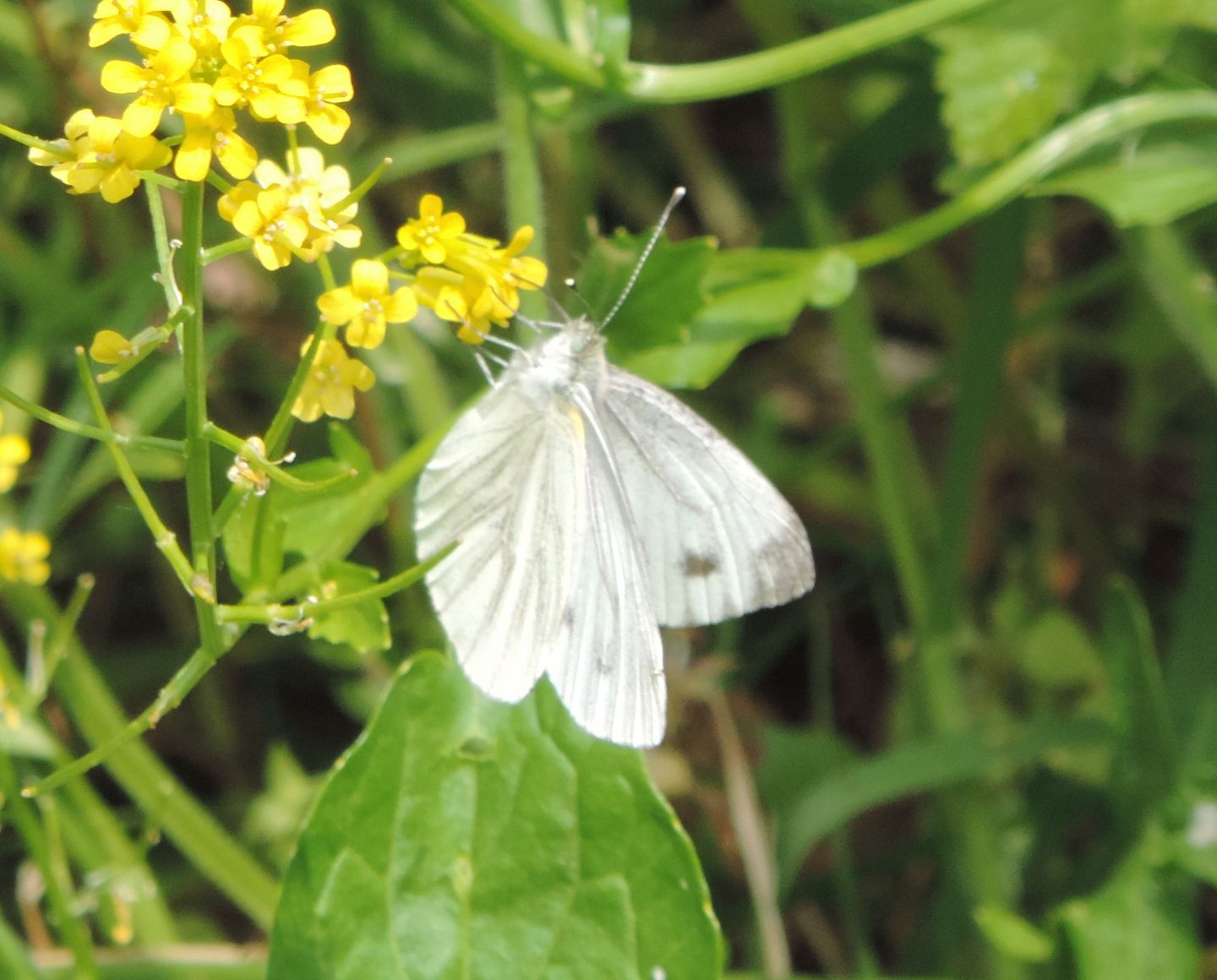 Pieris brassicae? No, Pieris napi