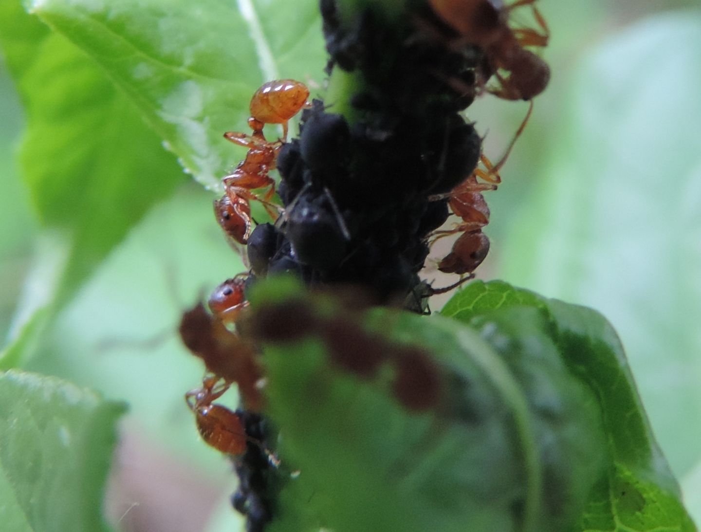 Formiche rosse da identificare:   Myrmica cfr. rubra