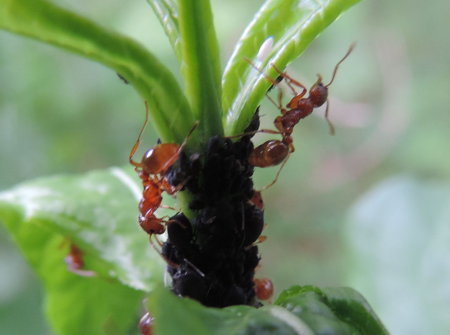 Formiche rosse da identificare:   Myrmica cfr. rubra