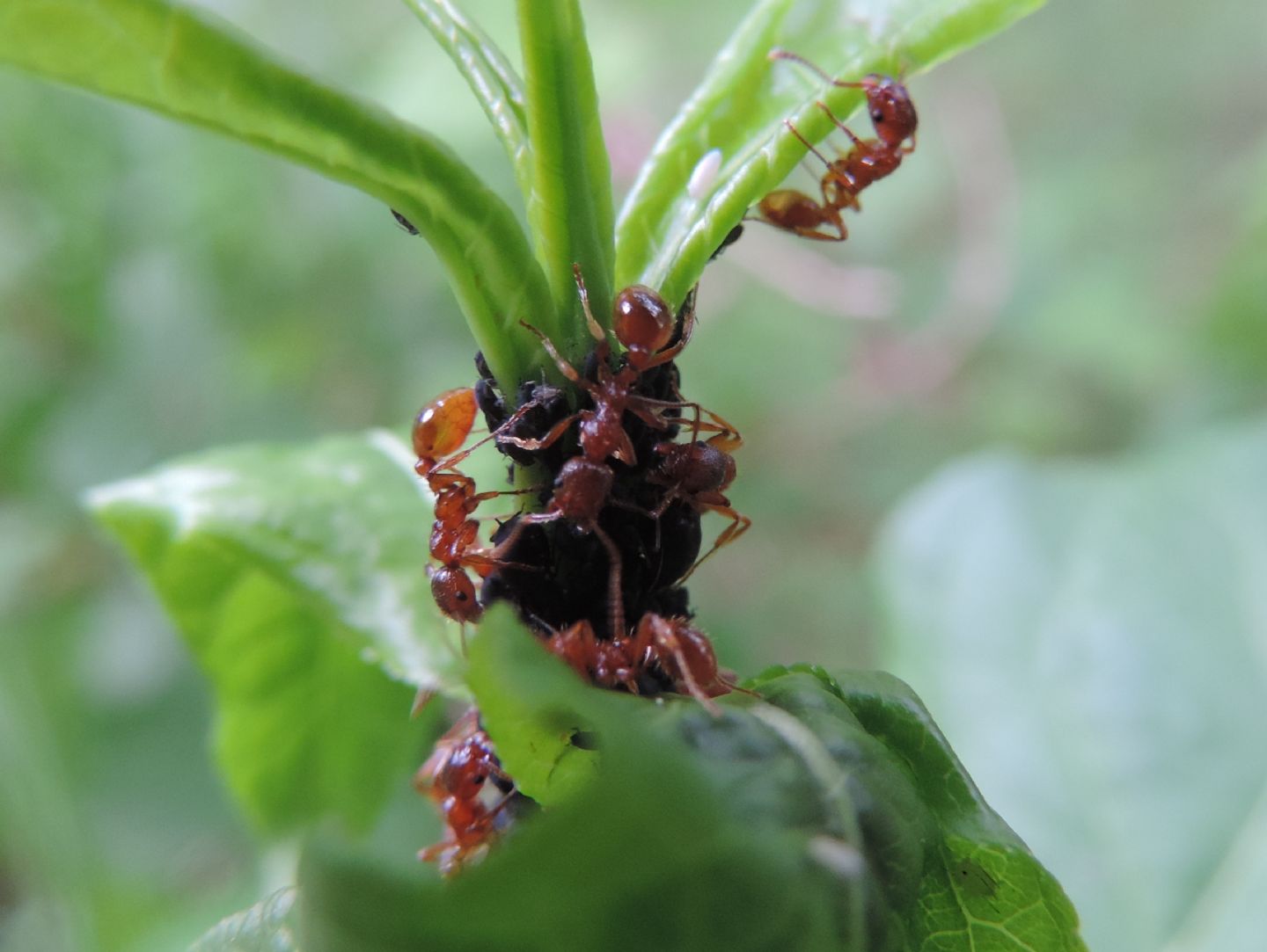 Formiche rosse da identificare:   Myrmica cfr. rubra