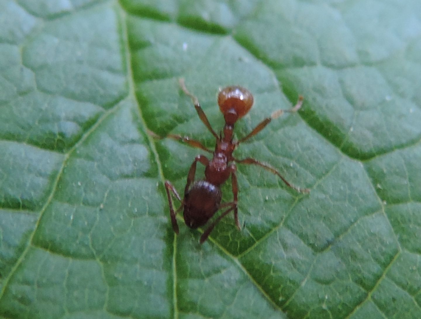 Formiche rosse da identificare:   Myrmica cfr. rubra