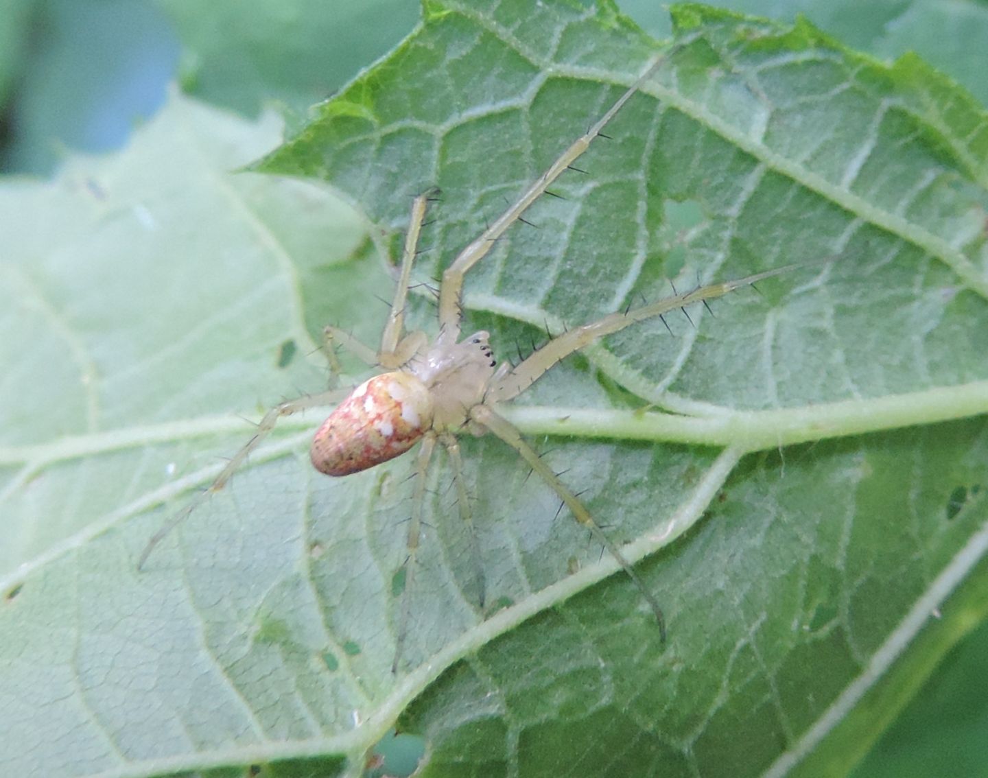 Tetragnathidae:  Metellina sp. - Torino