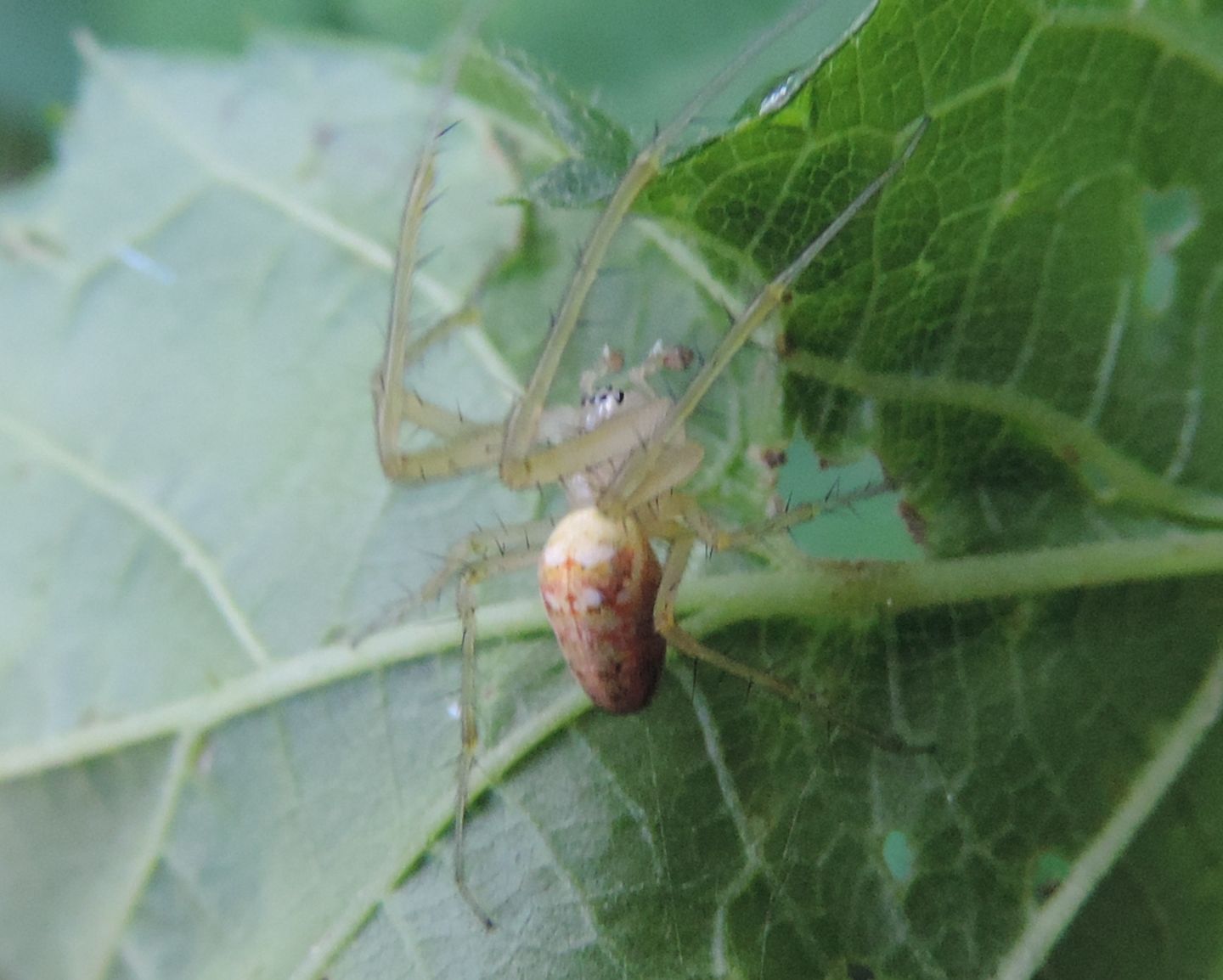 Tetragnathidae:  Metellina sp. - Torino