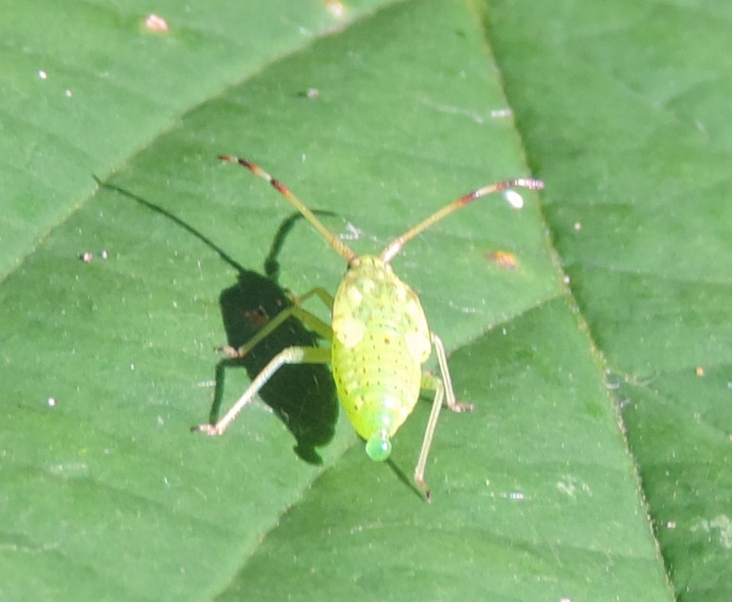 Miridae:  ninfa di Pantilius (Pantilius) tunicatus