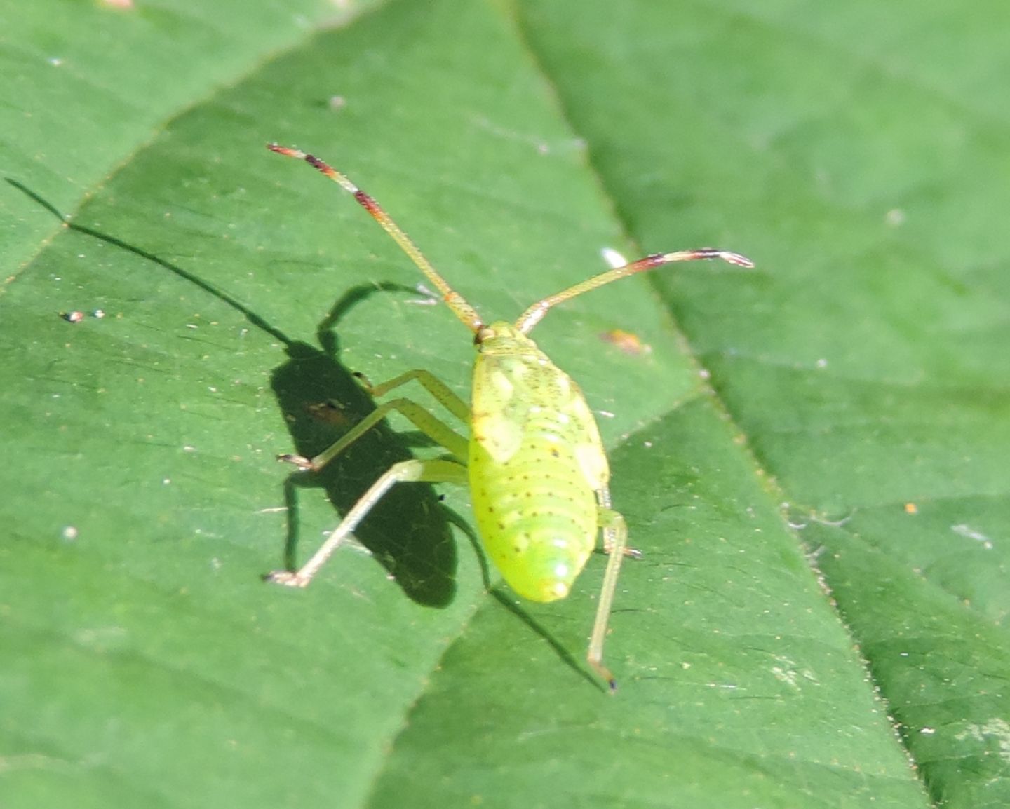 Miridae:  ninfa di Pantilius (Pantilius) tunicatus