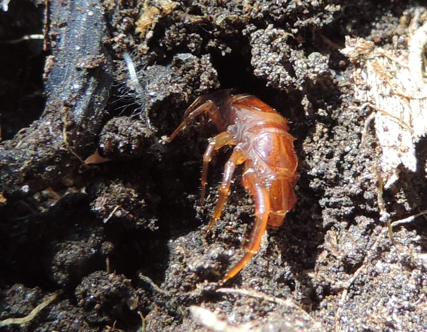 Chilopoda: Lithobius cfr. castaneus (Lithobiidae)