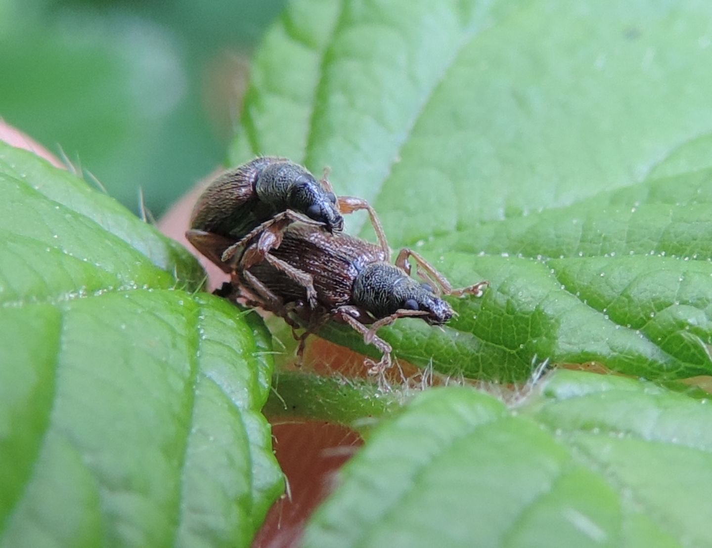 Curculionidae:  Phyllobius oblongus