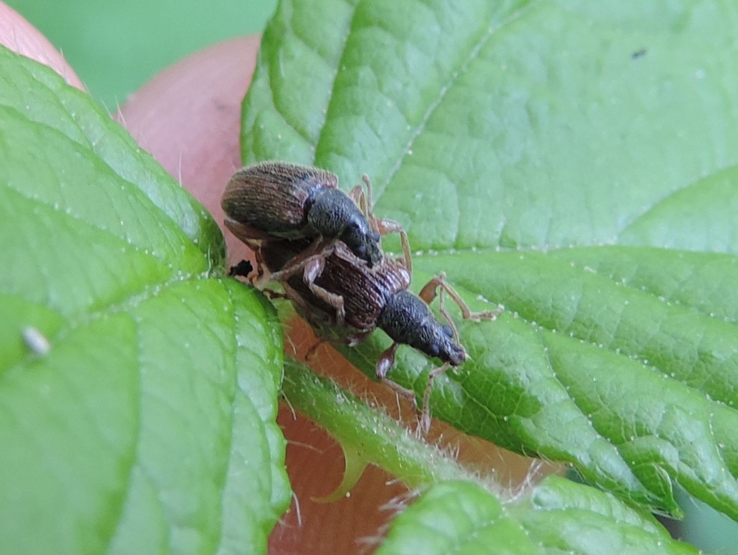 Curculionidae:  Phyllobius oblongus