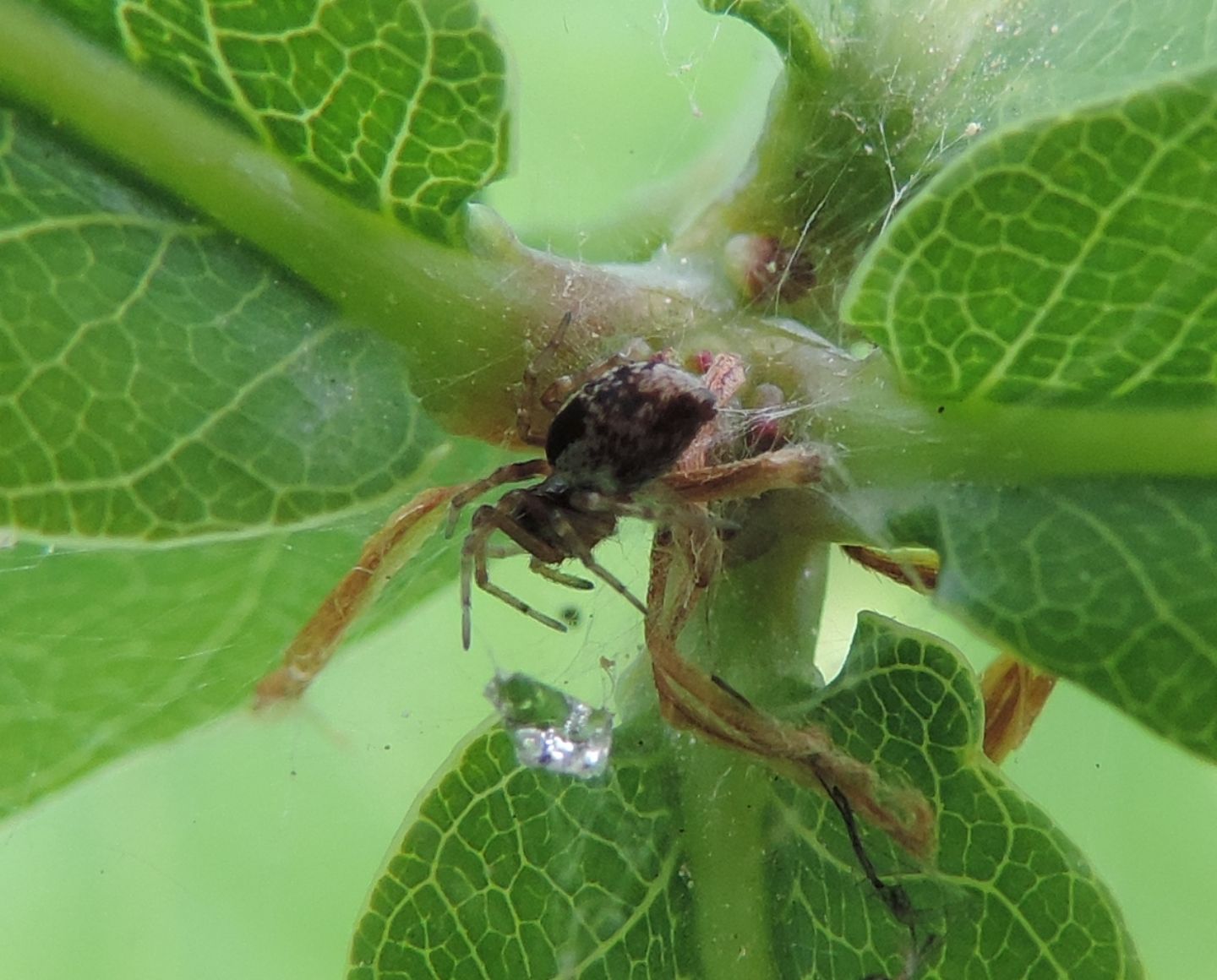 Dictynidae: Dictyna sp.  - San Gillio (TO)