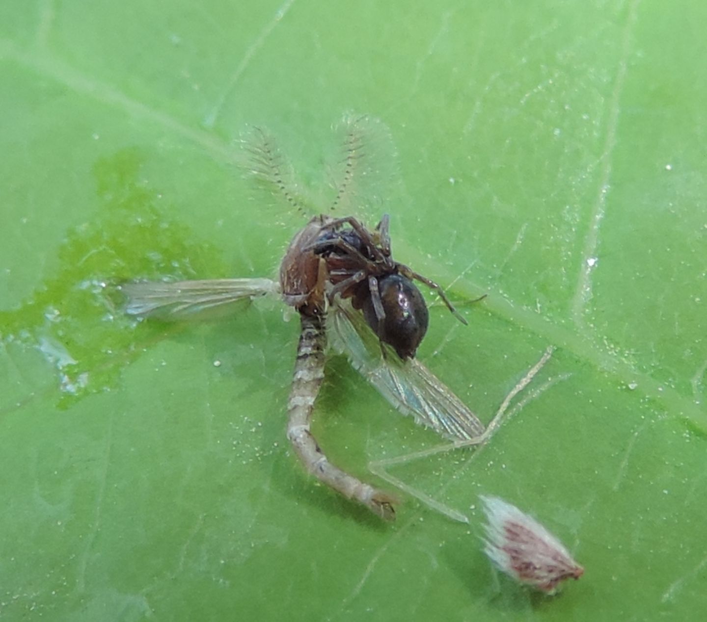 Dictynidae: Dictyna sp.  - San Gillio (TO)