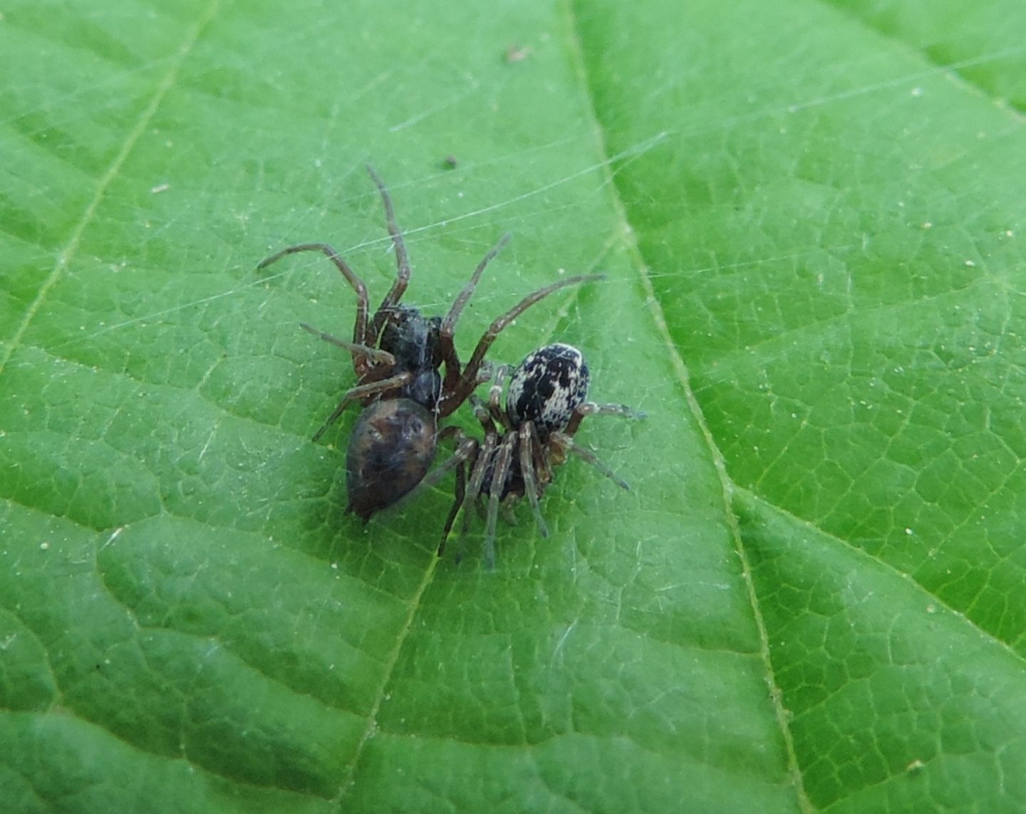 Dictynidae: Dictyna sp.  - San Gillio (TO)