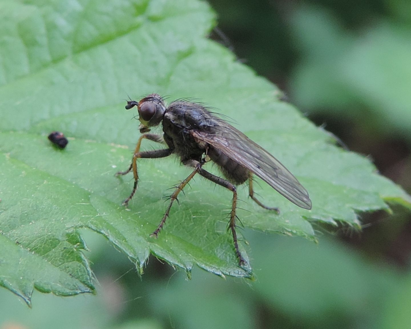 Scathophaga stercoraria (Scathophagidae)