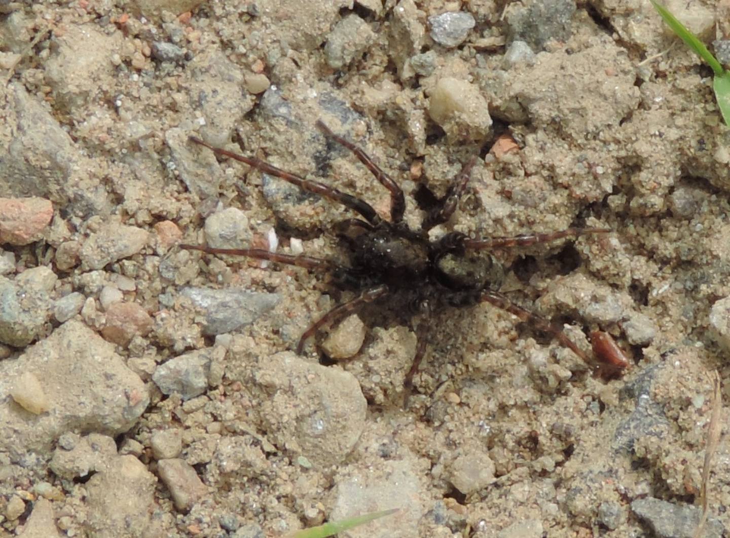 Lycosidae? S: Arctosa lacustris - San Gillio (TO)