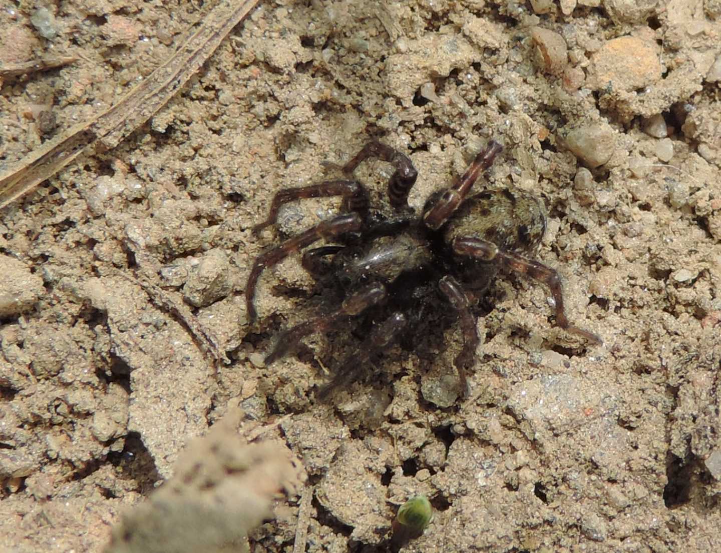 Lycosidae? S: Arctosa lacustris - San Gillio (TO)