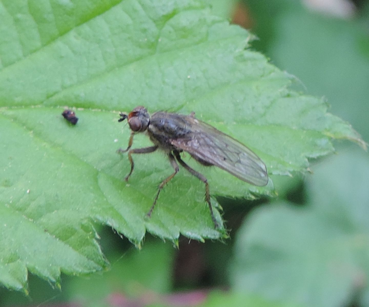 Scathophaga stercoraria (Scathophagidae)