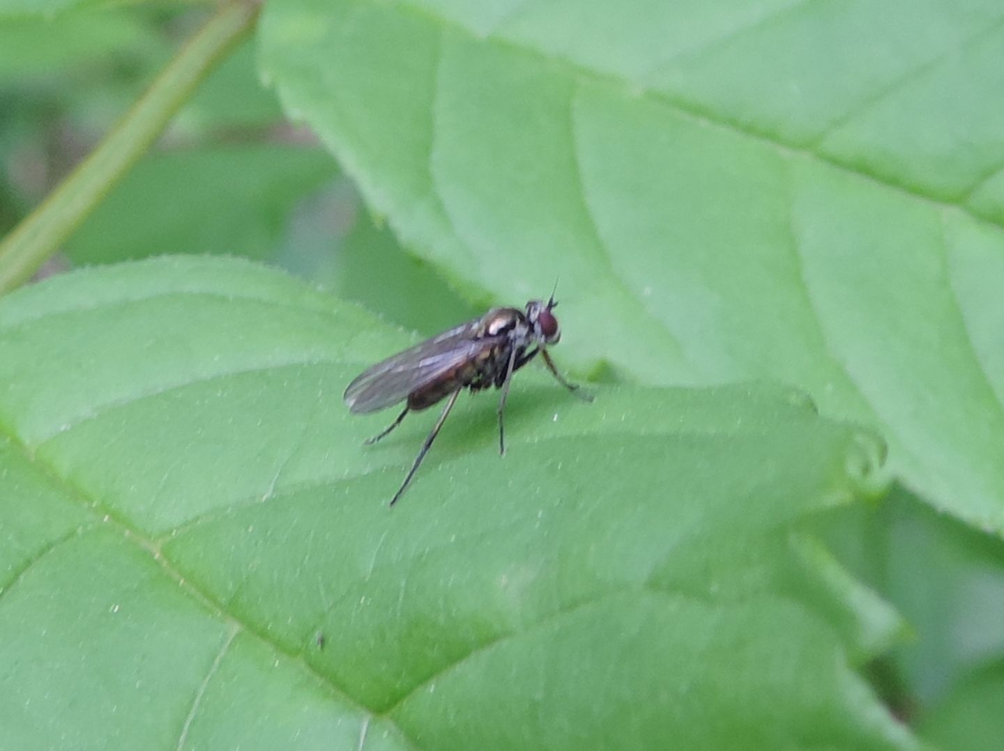 Dolichopodidae:   cfr. Machaerium thinophilum