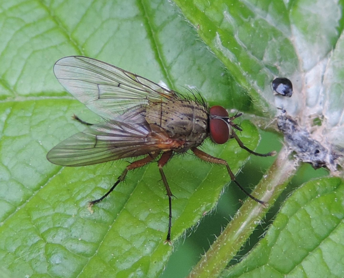 Helina impuncta, maschio  (Muscidae)