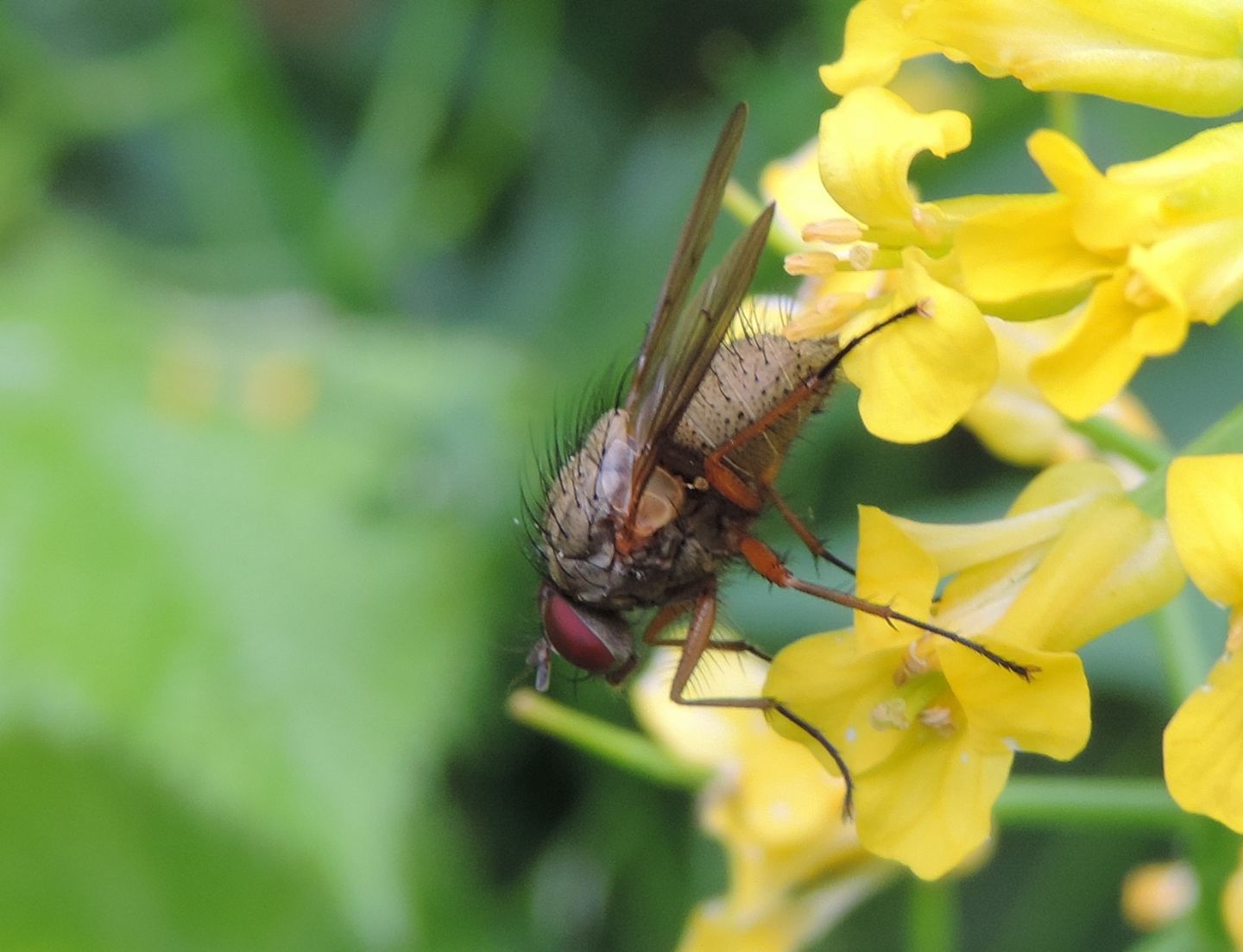 Helina impuncta, maschio  (Muscidae)