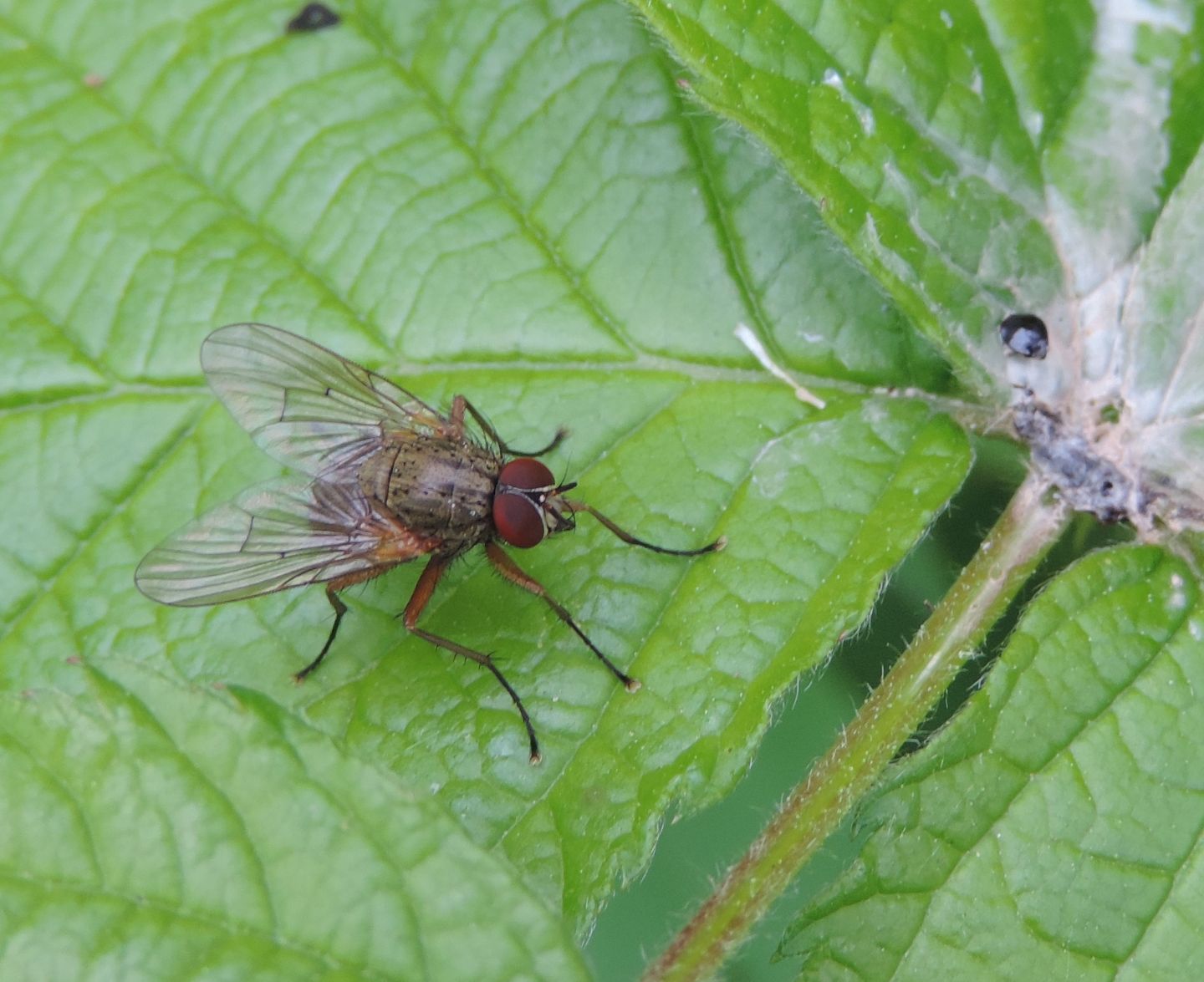 Helina impuncta, maschio  (Muscidae)