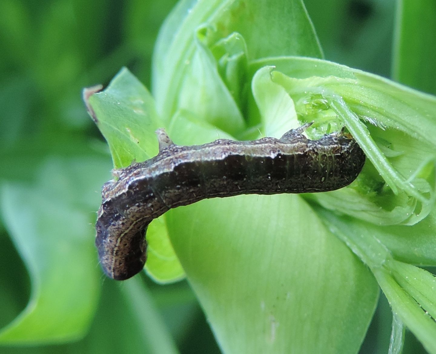 Geometridae? No, Noctuidae: Anorthoa munda