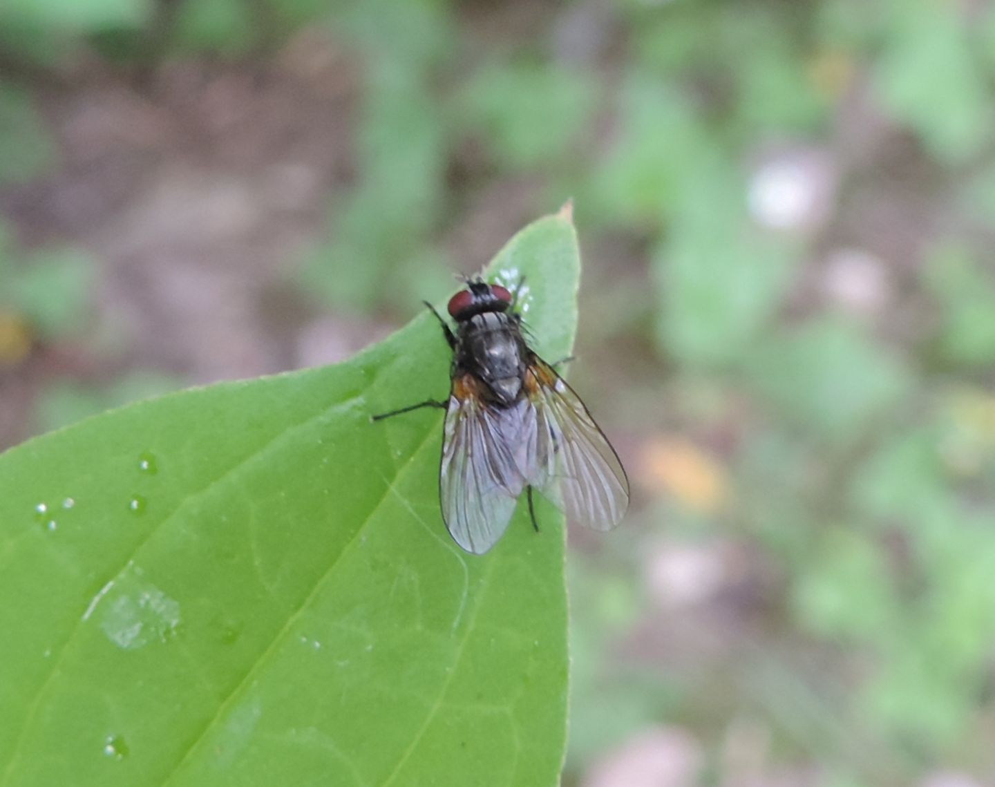 Muscidae?  S, Phaonia sp. o Mydaea sp.