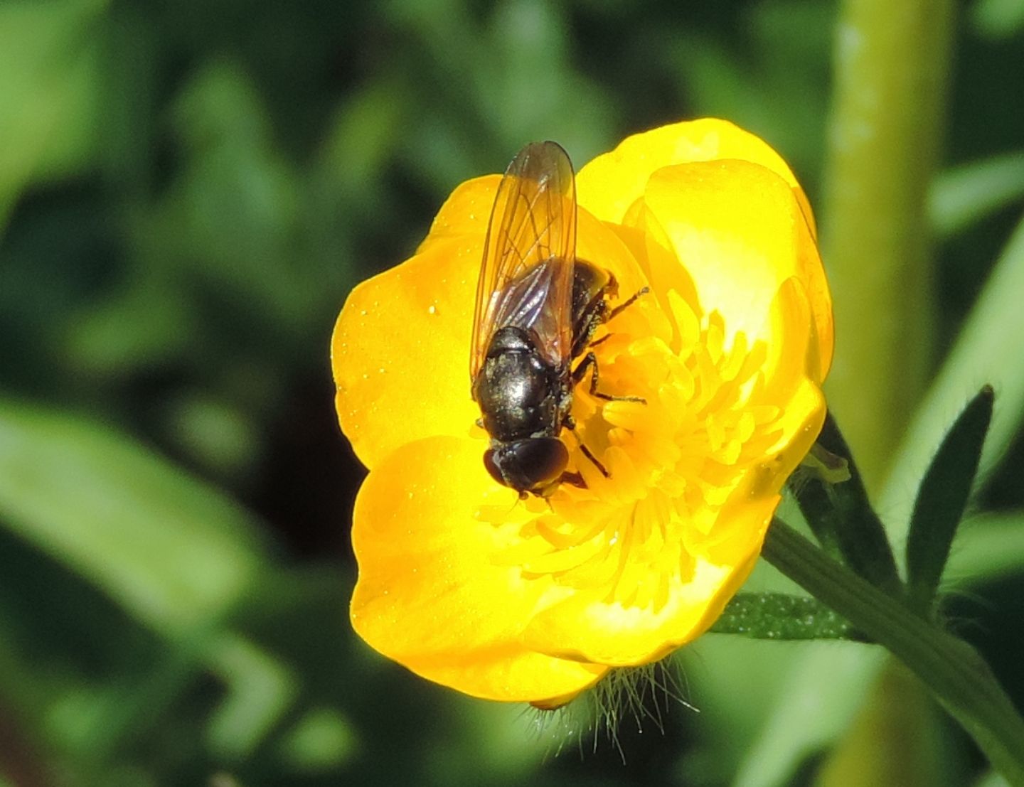 Syrphidae: Cheilosia sp.?   Si, femmina