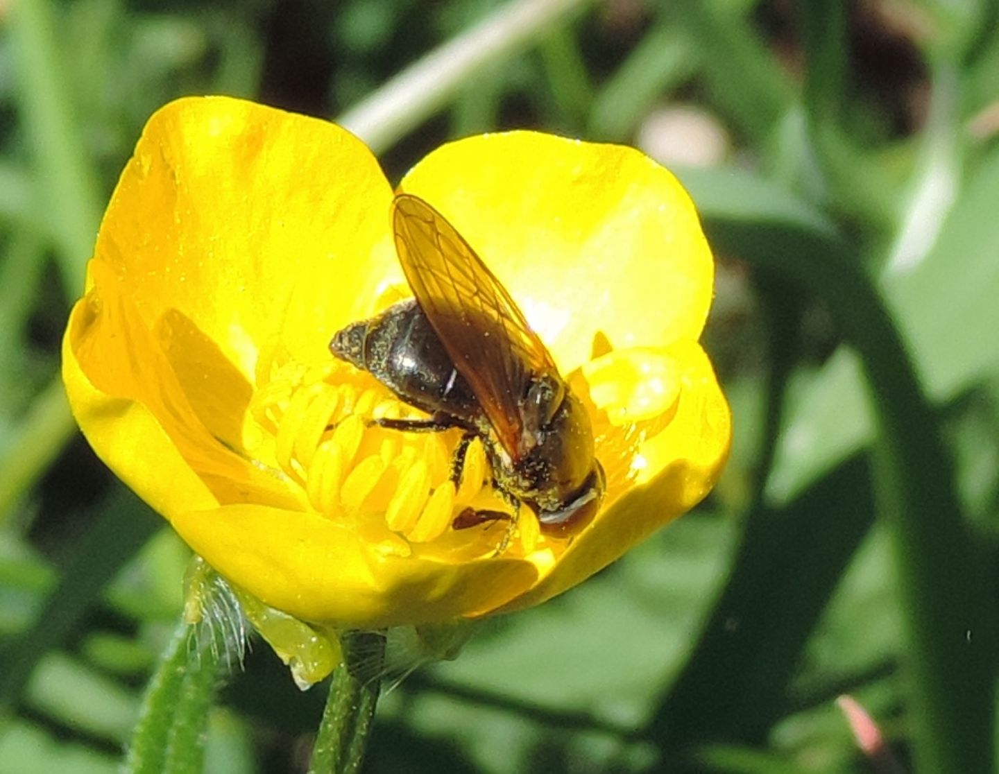 Syrphidae: Cheilosia sp.?   Si, femmina