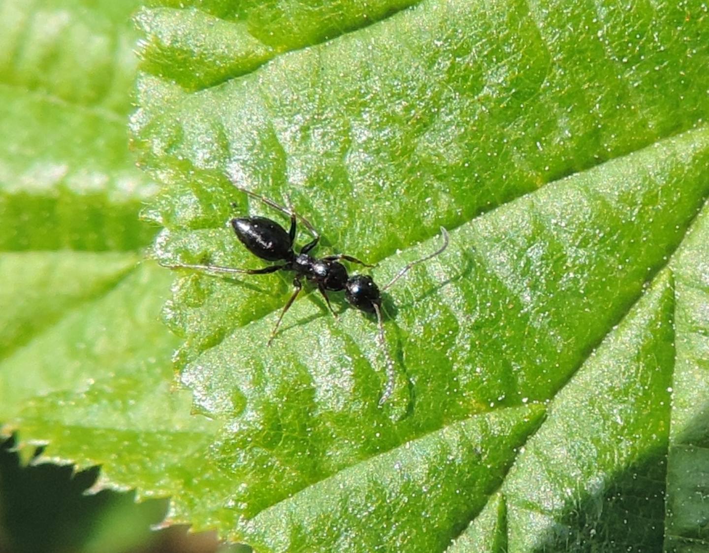 Formica sp.?  No, Camponotus (Myrmentoma) piceus