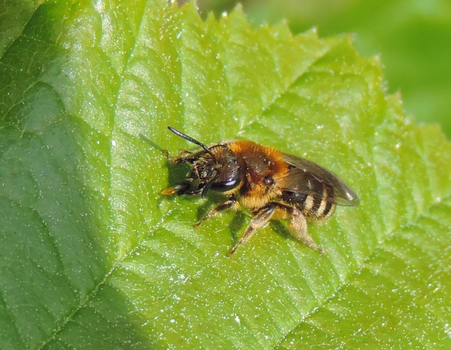 Andrena sp., femmina